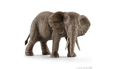 Afrikanischer Elefantenkuh