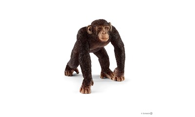 Schimpansen Männchen