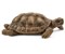 Zuhause für Schlidkröten